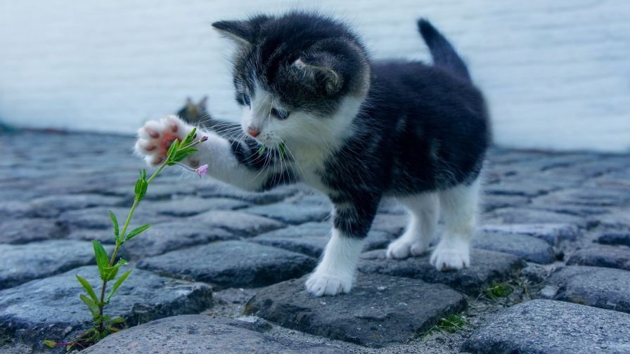 Cat 2536662 1920