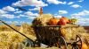 Thanksgiving 1674774 1920
